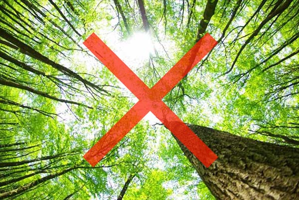 Cấm các loại gỗ xẻ từ rừng tự nhiên
